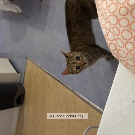 Photo 1/1 Found cat Found in Rennes