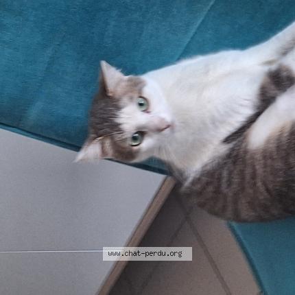 Photo 1/1 Johanna Delecroix Chat lost in Lens