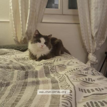 Photo 1/1 Minou Chat lost in Paris