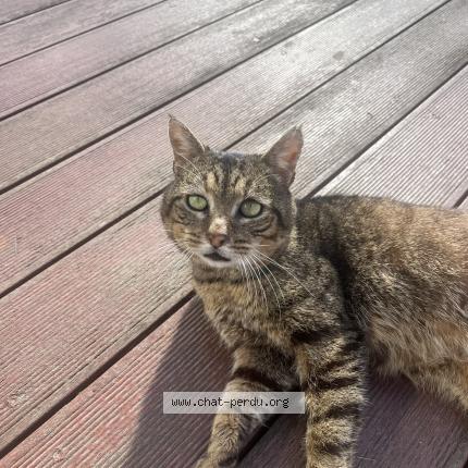 Photo 1/1 Léonard Chat lost in Erdeven