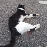 Picture of cat found at Malzeville