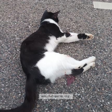 Photo 1/1 Found cat Found in Malzeville