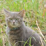 Picture of cat lost at Champigne