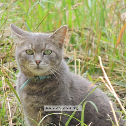 Photo 1/1 Ghost Chat lost in Champigne