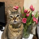 Picture of cat lost at Terranjou