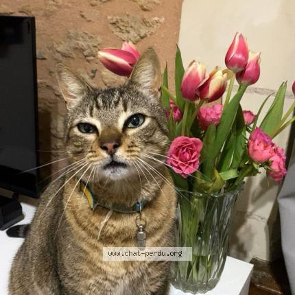 Photo 1/1 Phenix Chat lost in Terranjou