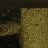 Picture of cat found at Epinay Sur Seine