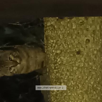 Photo 1/1 Found cat Found in Epinay sur seine