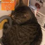 Picture of cat lost at Saint Symphorien Sur Saone