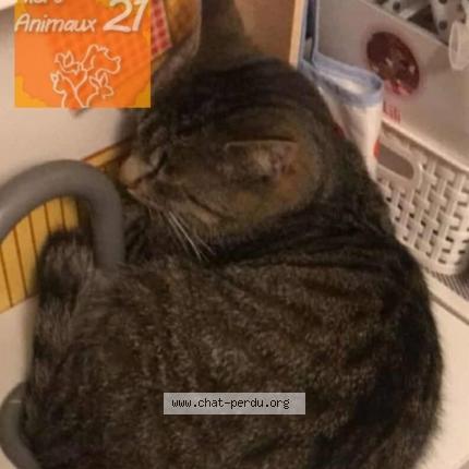 Photo 1/1 Cooky Chat lost in Saint symphorien sur saone