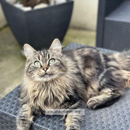 Photo 1/1 chipie Chat lost in Isbergues