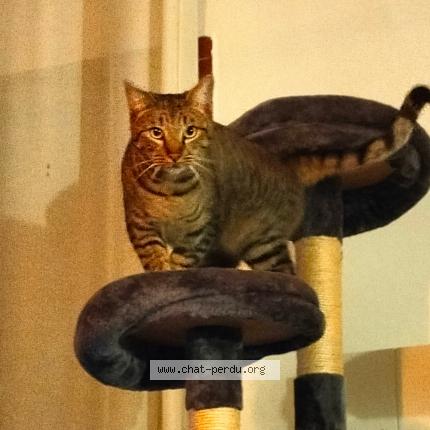 Photo 1/1 Georgie Chat lost in Sotteville les rouen