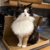 Picture of cat lost at Rollot