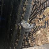 Picture of cat found at Paris