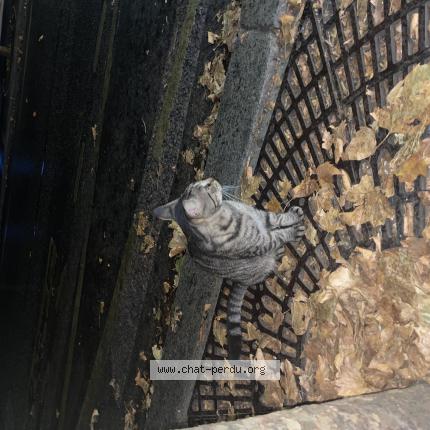 Photo 1/1 Found cat Found in Paris