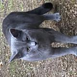 Picture of cat found at Puteaux