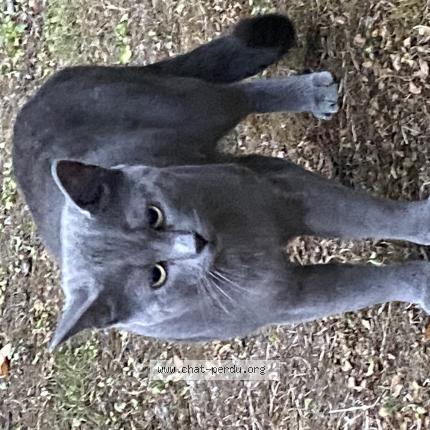 Photo 1/5 Found cat Found in Puteaux