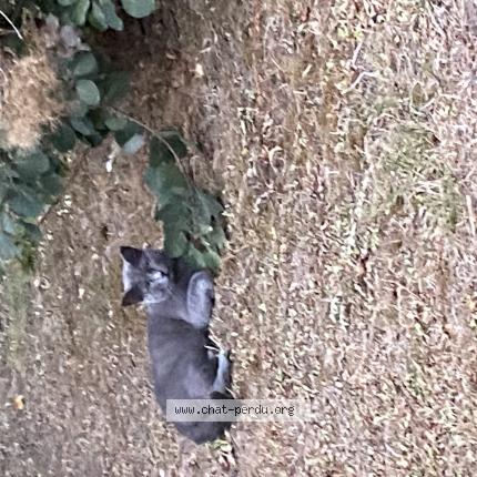 Photo 4/5 Found cat Found in Puteaux