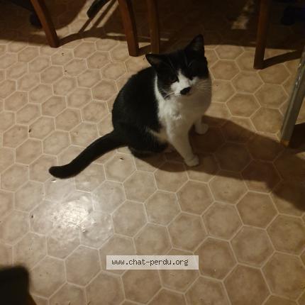 Photo 1/1 Shipie Chat lost in Bussieres