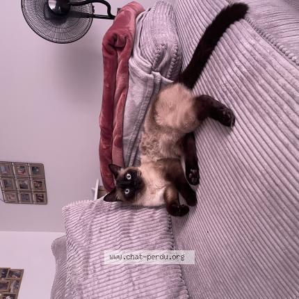 Photo 1/1 Symba Chat lost in Villemoirieu