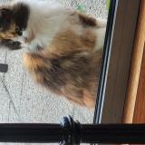 Picture of cat found at Mouvaux