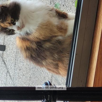 Photo 1/1 Found cat Found in Mouvaux