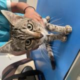 Picture of cat found at Pessac