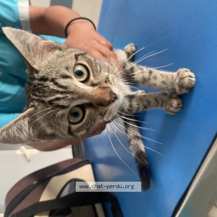 Photo 1/1 Found cat Found in Pessac