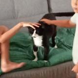 Picture of cat found at Courtenay