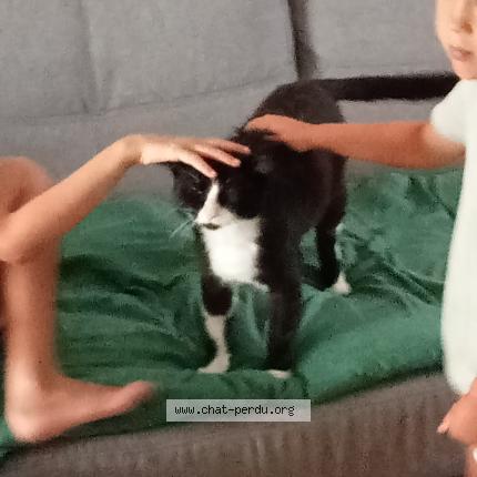 Photo 1/1 Found cat Found in Courtenay