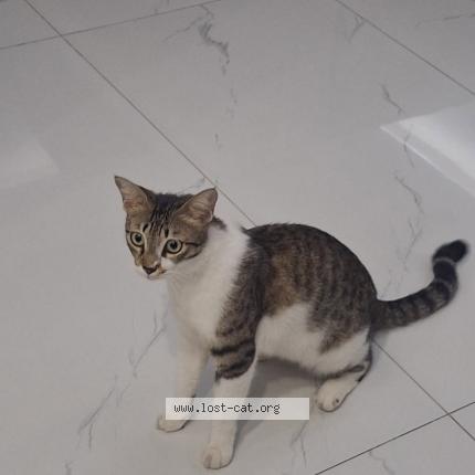 Photo 1/1 Batnu Chat lost in Lahore