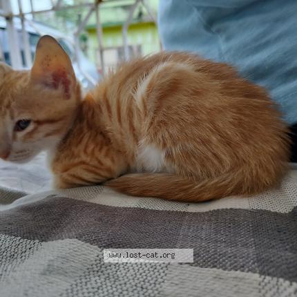 Photo 1/1 Kitto Chat lost in Ranchi