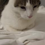 Picture of cat lost at Anderlecht