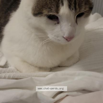 Photo 1/1 Yumak Chat lost in Anderlecht