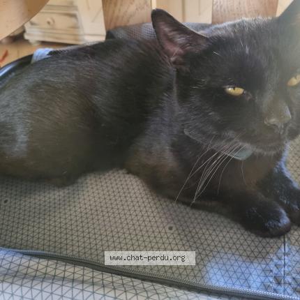 Photo 1/1 Nox Chat lost in Biozat