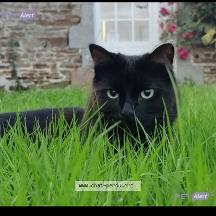 Photo 1/1 Moka Chat lost in Le genest saint isle