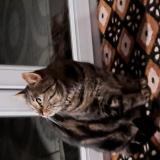 Picture of cat lost at Notre Dame D Aliermont