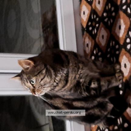 Photo 1/1 Maya Chat lost in Notre dame d aliermont