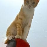 Picture of cat lost at Cartagena De Indias