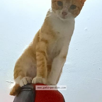 Photo 1/1 Butcher Chat lost in Cartagena de indias