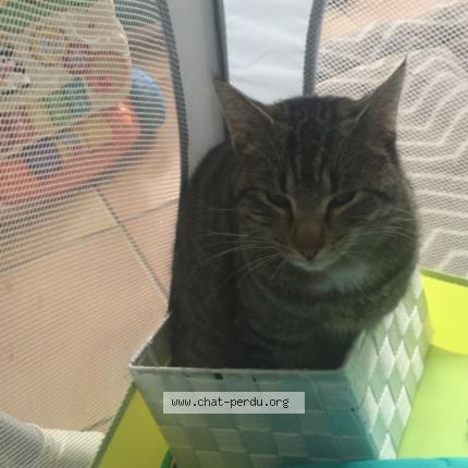 Photo 1/1 Cooky Chat lost in Saint symphorien sur saone