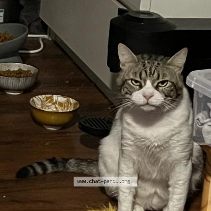 Photo 1/1 Tissou Chat lost in Montpellier