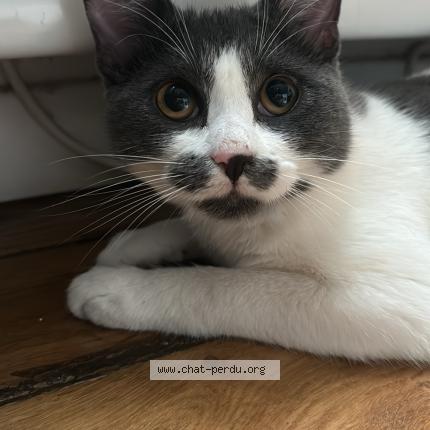 Photo 1/1 Willow Chat lost in La farlede
