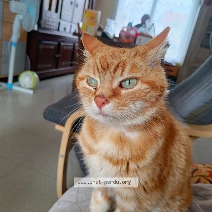 Photo 1/1 Esm&eacute; Chat lost in Thiberville