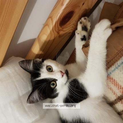 Photo 1/1 Virgule Chat lost in Ambrault