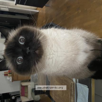 Photo 1/1 Robin Chat lost in Mirabel aux baronnies