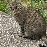 Picture of cat found at Pierre Percee 54540