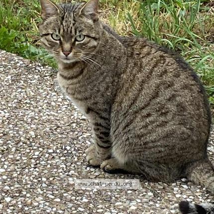 Photo 1/1 Found cat Found in Pierre percee 54540