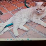 Picture of cat lost at Cormeray