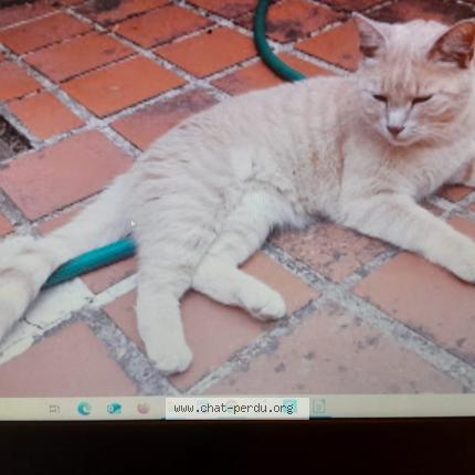 Photo 1/1 Peanuts Chat lost in Cormeray